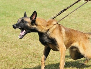 如何训练小马犬游泳技巧（有效训练策略与技巧）