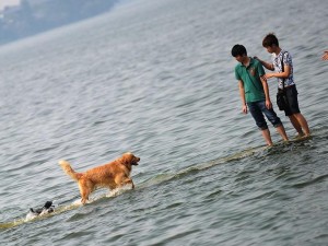 游泳技巧大揭秘！如何确保游泳不被淹（学习游泳的关键）