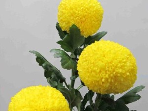 乒乓球菊幼苗养殖技巧（打造美丽花园的秘密武器）